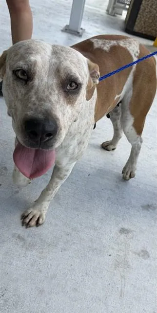An adult large-sized female American Bulldog dog named Linna for adoption in Miami, FL