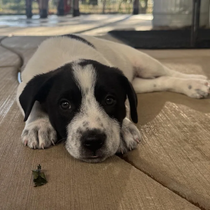 Ivy