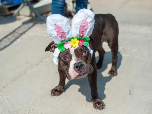 Strawberrina thumbnail 3