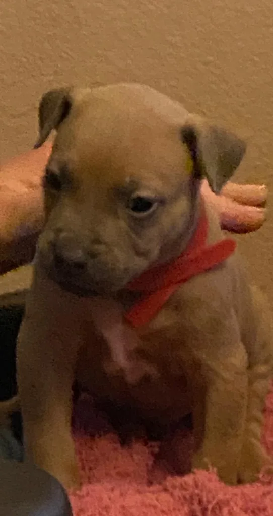 A baby small-sized male Mixed Breed dog named Mario for adoption in Ocala, FL