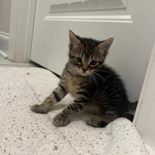 A baby small-sized male Gray / Blue / Silver Domestic Short Hair cat named Naveen for adoption in Mebane, NC