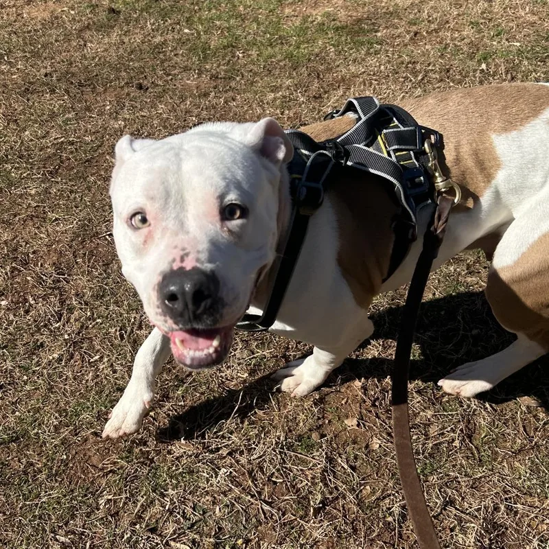 Fleetwood thumbnail 3