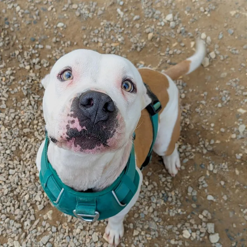 Fleetwood thumbnail 4