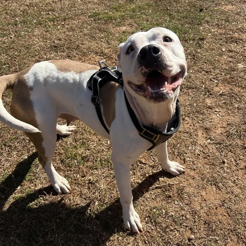 Fleetwood thumbnail 5