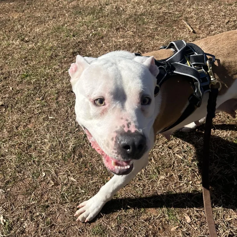 Fleetwood thumbnail 6