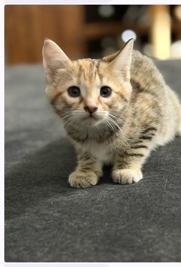 A baby small-sized female Domestic Short Hair cat named Mochi for adoption in Rockford, IL