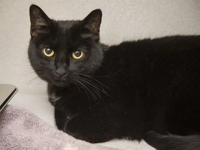 An adult small-sized male Domestic Medium Hair cat named Binx for adoption in Phoenix, AZ