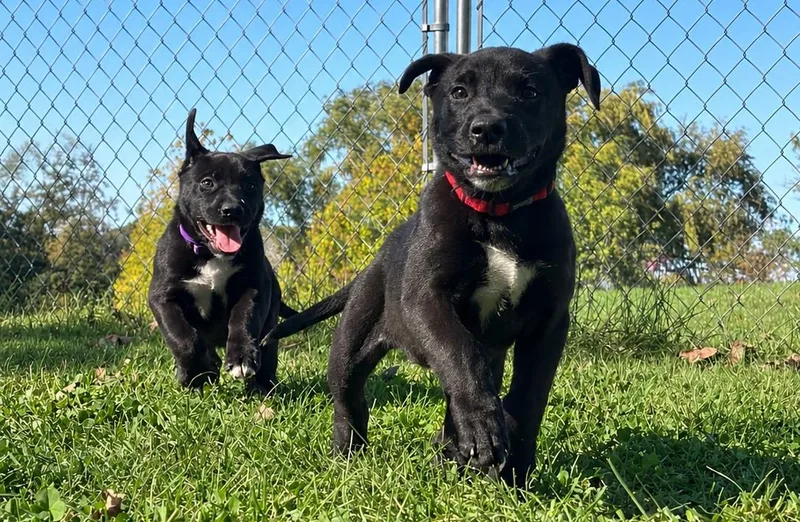 A baby medium-sized female Black American Staffordshire Terrier dog named Coraline for adoption in Grayslake, IL