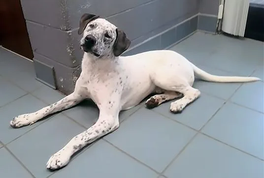 An adult large-sized male Black Mixed Breed dog named Casper for adoption in Nashville, TN