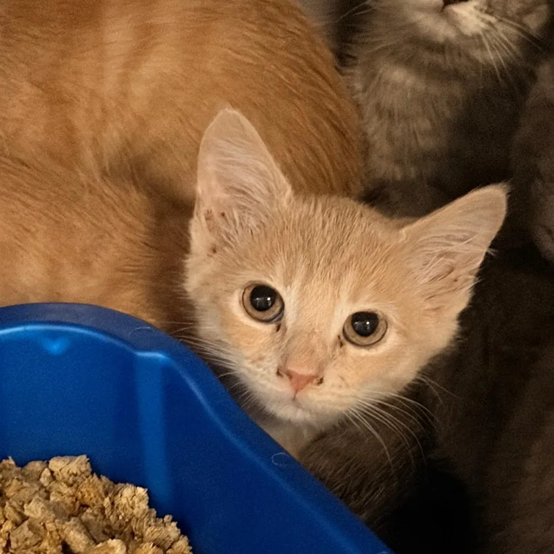 Nacho