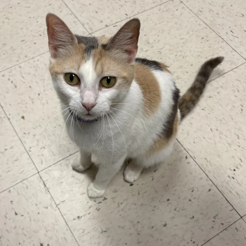 An adult medium-sized female Domestic Short Hair cat named Mimi for adoption in North Arlington, NJ