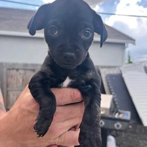 A baby small-sized female Chihuahua dog named Taylor for adoption in Lodi, CA
