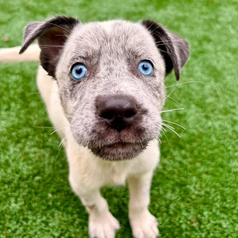 A baby small-sized male White / Cream Australian Cattle Dog / Blue Heeler dog named Bluey for adoption in Brockton, MA