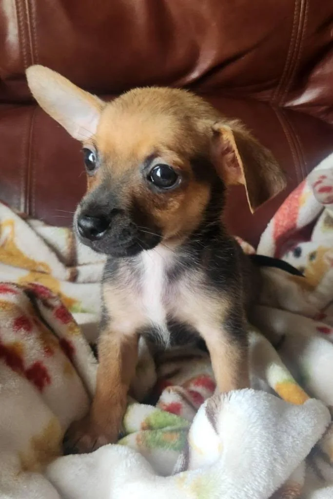 A baby small-sized male Chihuahua dog named Cookie Dough for adoption in New Bern, NC