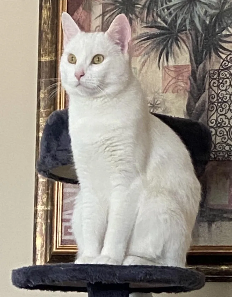 An adult medium-sized female White Domestic Short Hair cat named Peeka for adoption in Staten Island, NY