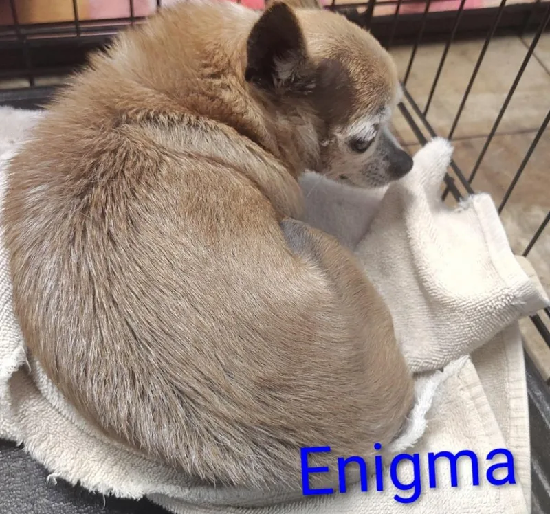 A senior medium-sized male Chihuahua dog named Enigma for adoption in Mena, AR