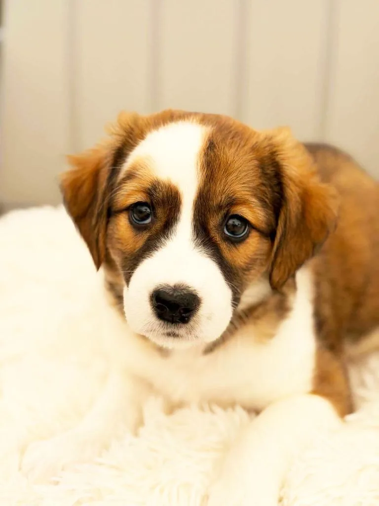 A baby medium-sized female Mixed Breed dog named Lake Litter  Minnewashta for adoption in Savage, MN