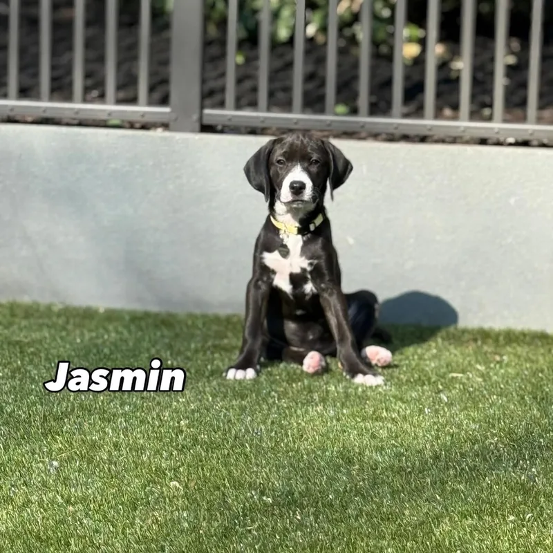 Jasmin