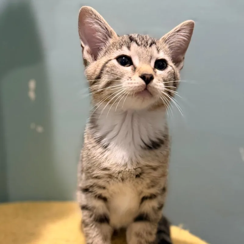 A baby small-sized male Brown / Chocolate Domestic Short Hair cat named Askinosie for adoption in Evansville, IN