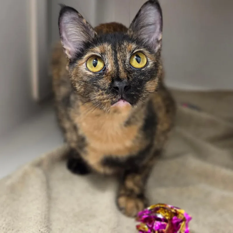 A young medium-sized female Tortoiseshell Domestic Short Hair cat named Shadow for adoption in Sarasota, FL