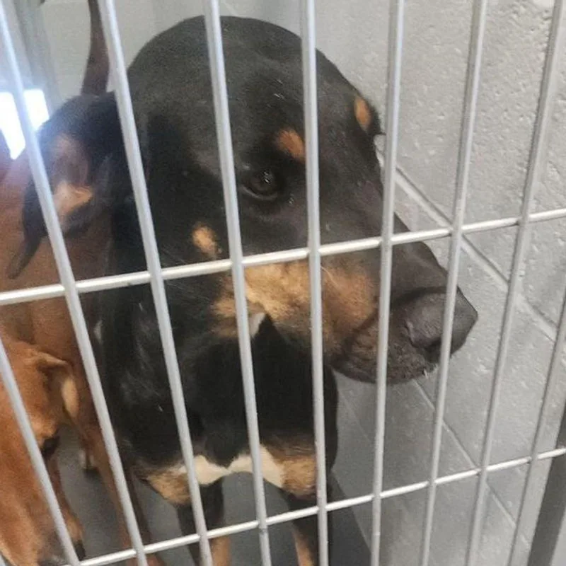 An adult medium-sized female Hound dog named Montana for adoption in Kingman, AZ