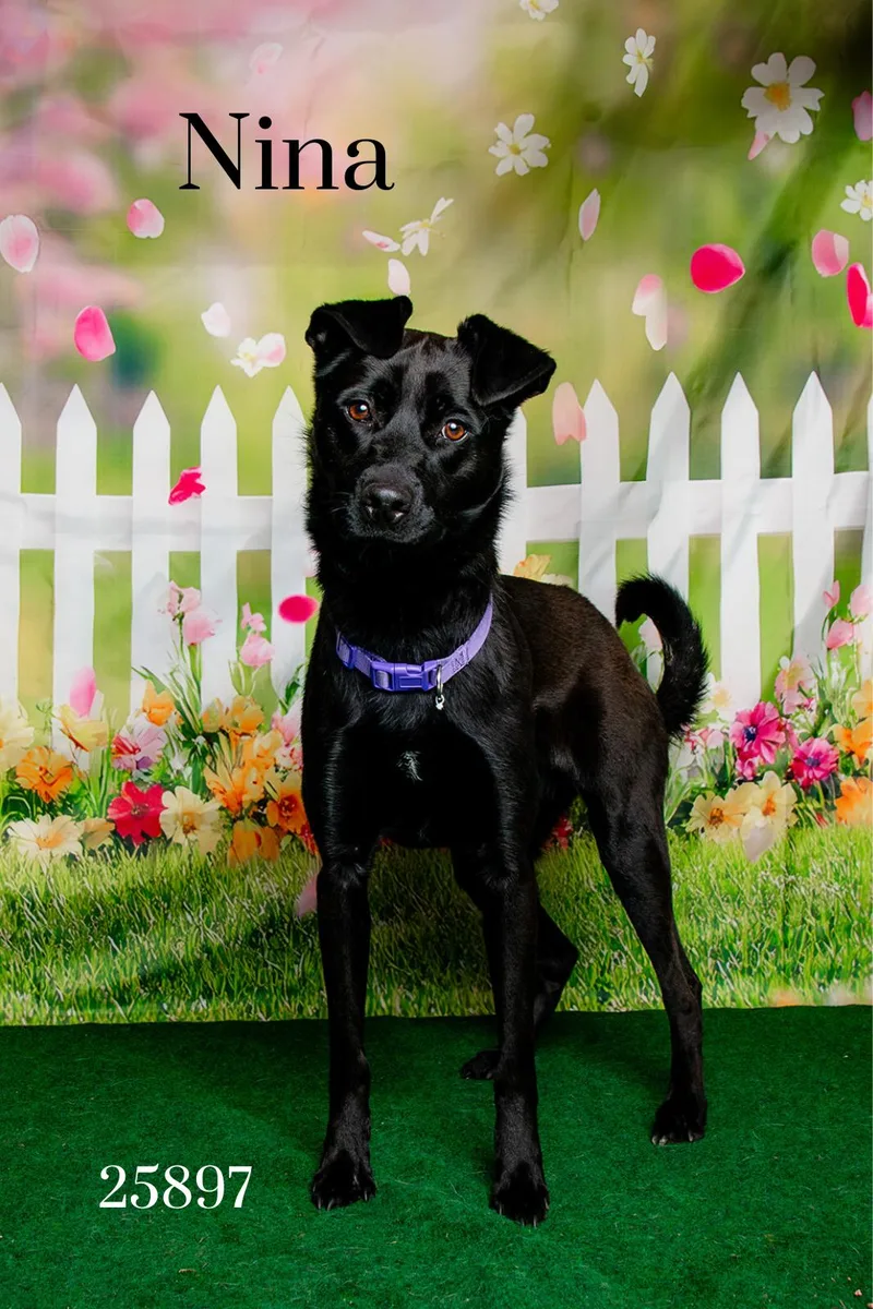 A young medium-sized female Black Labrador Retriever dog named Nina for adoption in Oak Ridge, TN