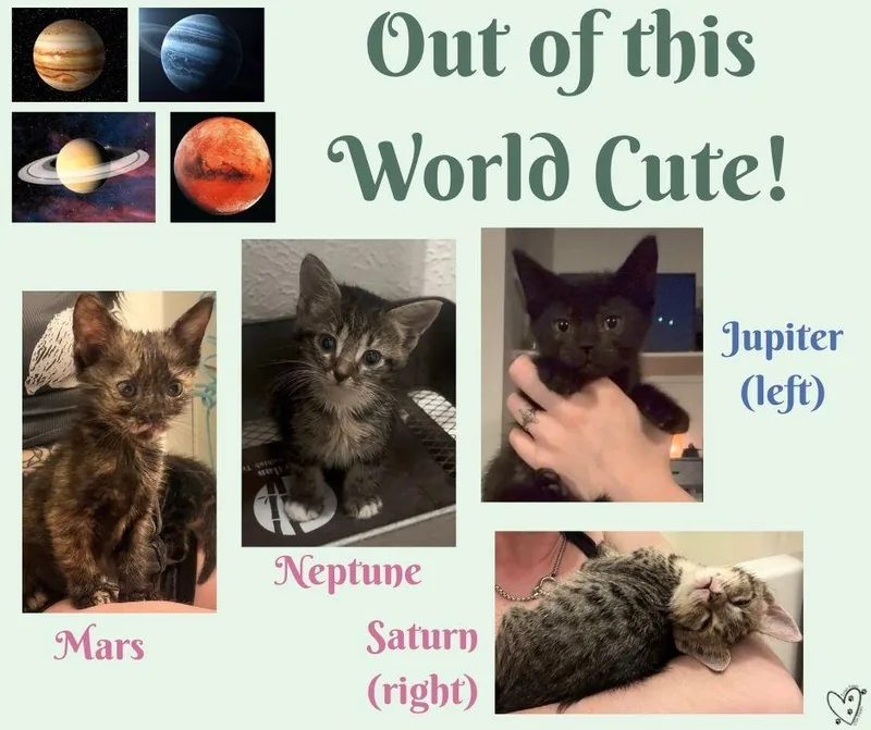 Neptune thumbnail 2