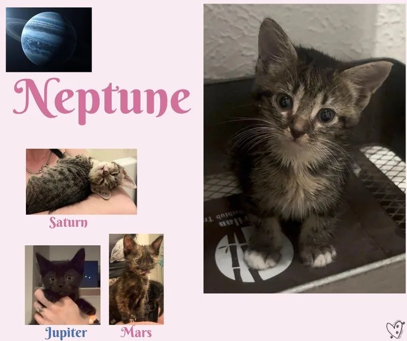 Neptune thumbnail 3