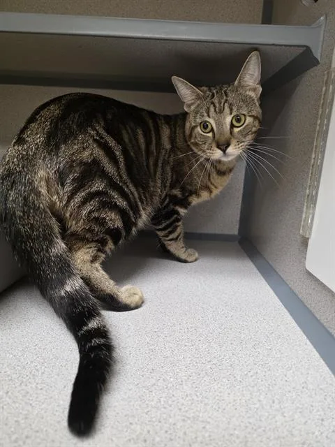 A young small-sized male Domestic Short Hair cat named Boy Scout for adoption in Aliquippa, PA