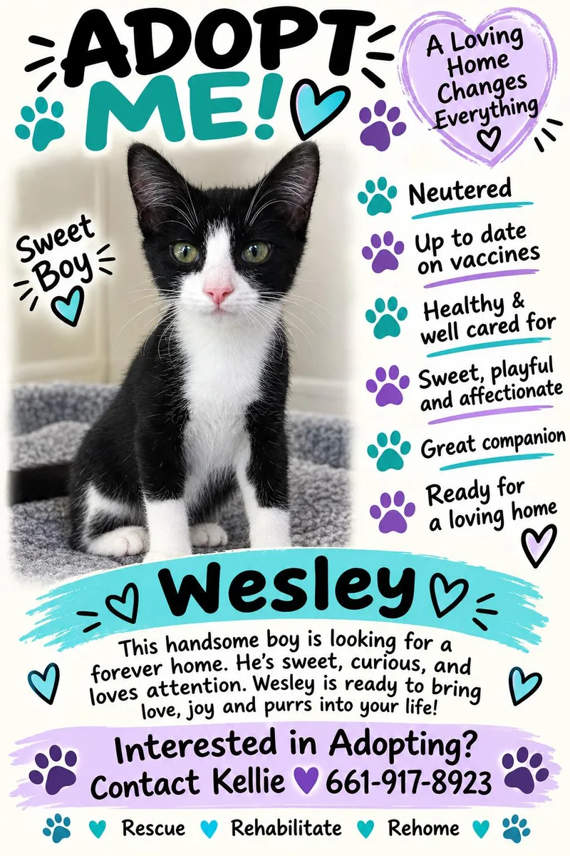 A baby small-sized male Domestic Short Hair cat named Wesley for adoption in Palmdale, CA