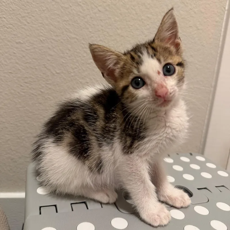 A baby small-sized female White Domestic Short Hair cat named Barbara for adoption in Kyle, TX