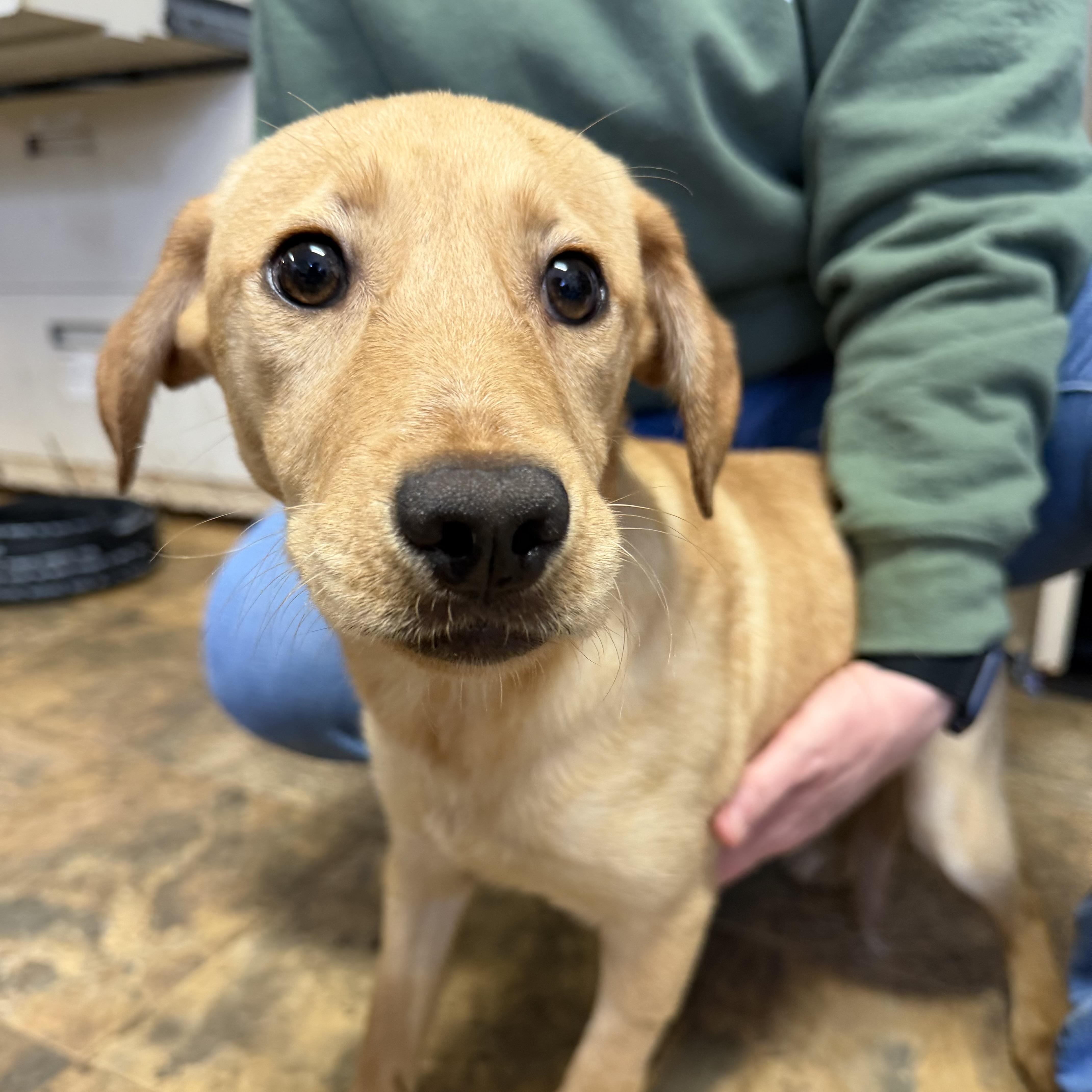 A baby medium-sized female Yellow / Tan / Blond / Fawn Labrador Retriever dog named Katharine for adoption in Columbia, SC