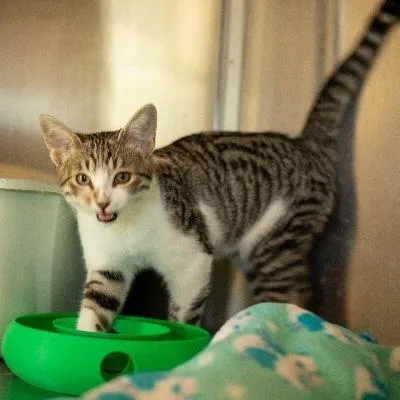 A baby medium-sized female Tabby (Brown / Chocolate) Domestic Short Hair cat named Caylea for adoption in Seymour, IN