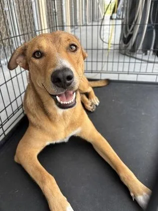 An adult medium-sized female Apricot / Beige Basenji dog named Sue for adoption in Harlingen, TX