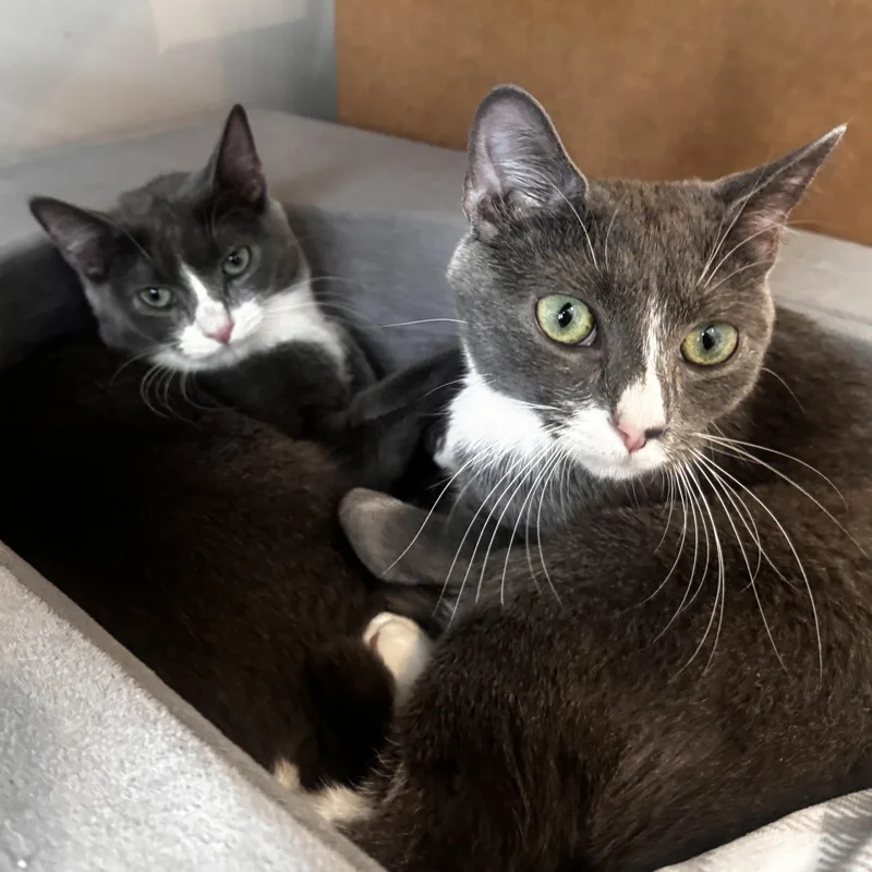 A baby medium-sized female American Shorthair cat named Nova And Luna  for adoption in Bristow, VA