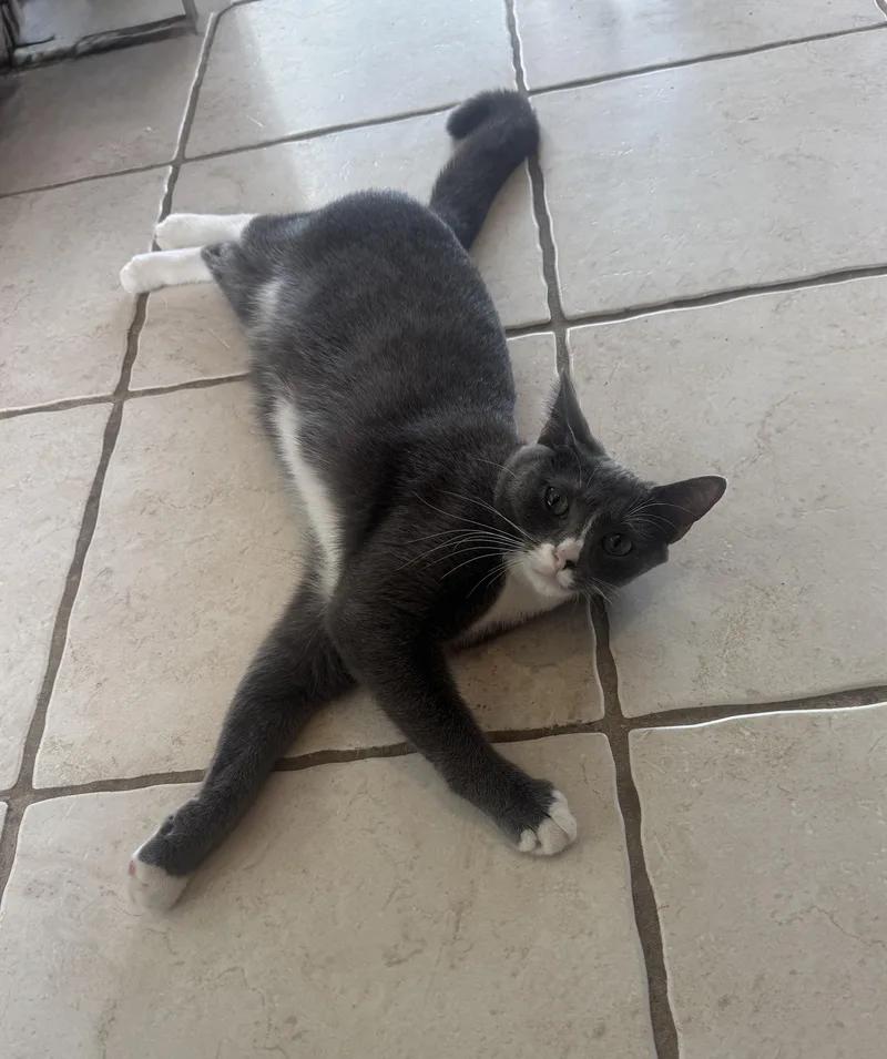 Nova And Luna  thumbnail 3