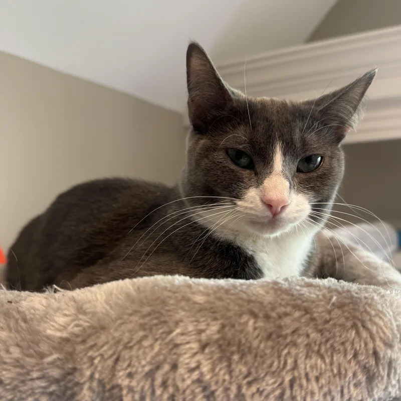 Nova And Luna  thumbnail 4