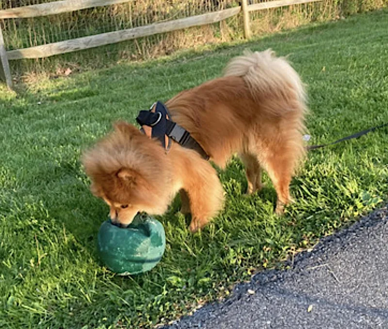 An adult medium-sized female Golden Chow Chow dog named Muffy for adoption in Amherst, MA