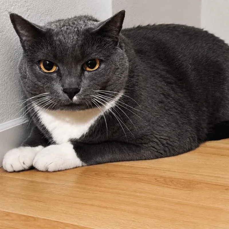 An adult large-sized male Gray / Blue / Silver Domestic Short Hair cat named Green Lantern for adoption in Graham, WA