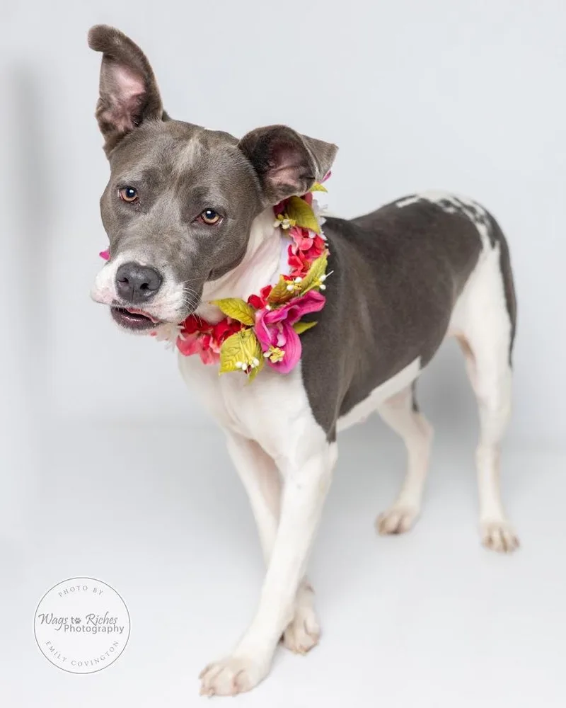An adult medium-sized female American Staffordshire Terrier dog named Ralphie for adoption in Tuscaloosa, AL