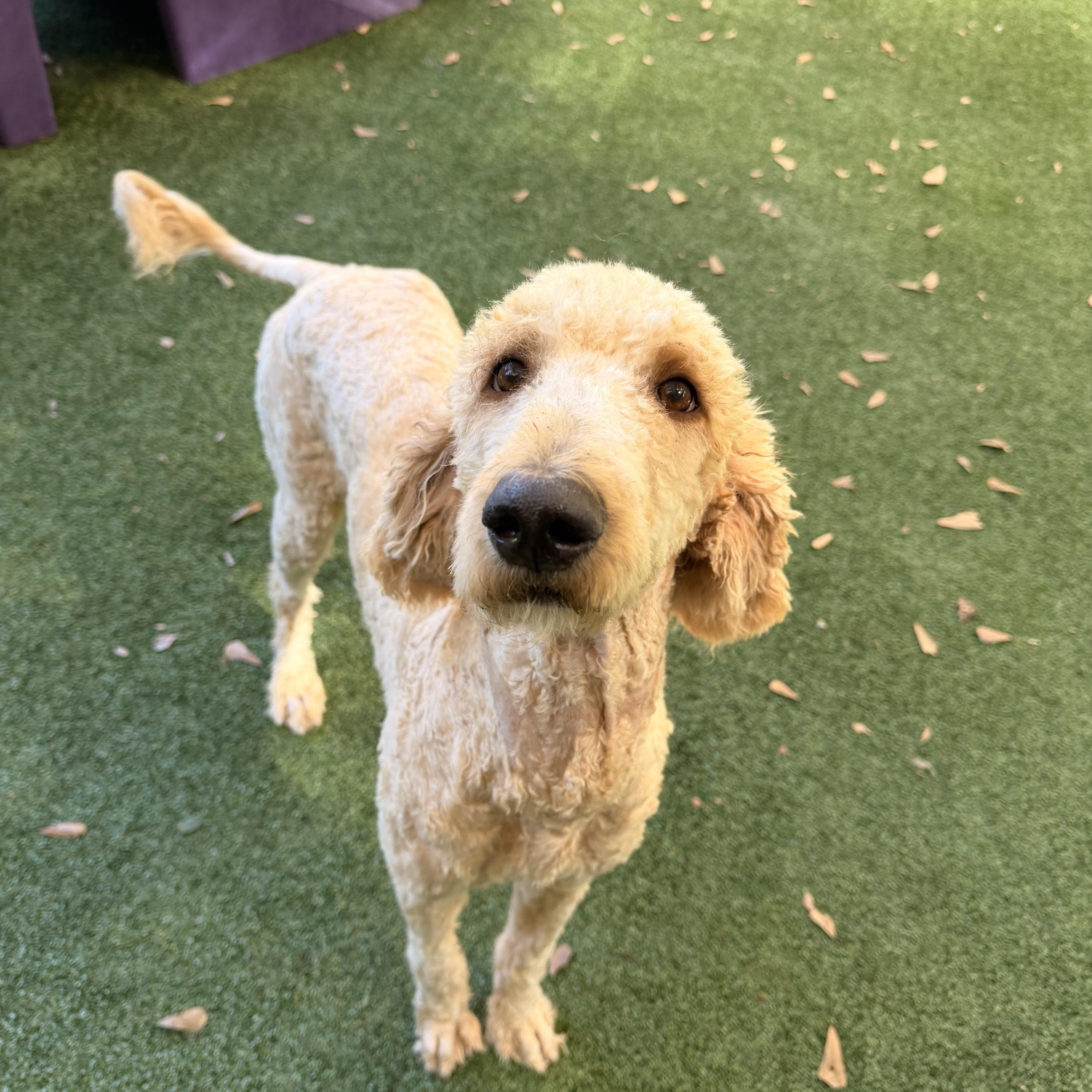An adult medium-sized male Apricot / Beige Goldendoodle dog named Bounder for adoption in Baker, LA