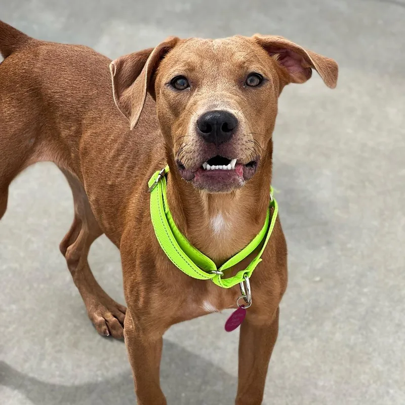 A young medium-sized female Labrador Retriever dog named Sassy for adoption in St. Peters, MO
