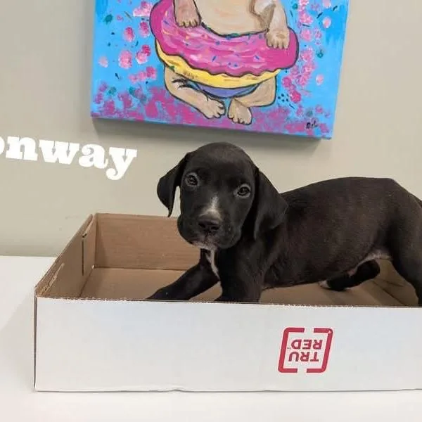 A baby medium-sized male Black Labrador Retriever dog named Conway for adoption in Huntsville, AL