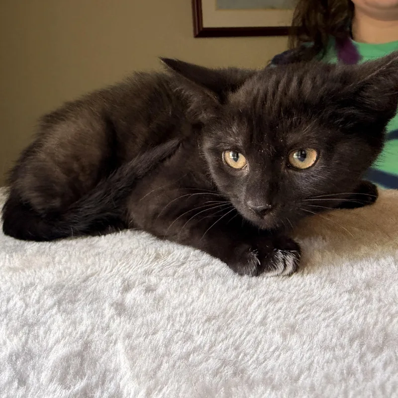 A baby medium-sized female Black Domestic Short Hair cat named Mittens for adoption in Scranton, PA