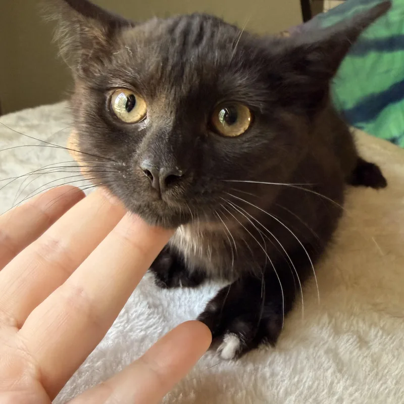Mittens thumbnail 4