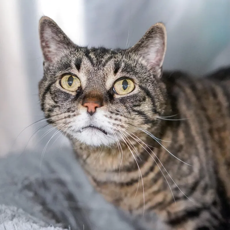 A senior large-sized male Black Domestic Short Hair cat named Amos for adoption in Thomaston, ME