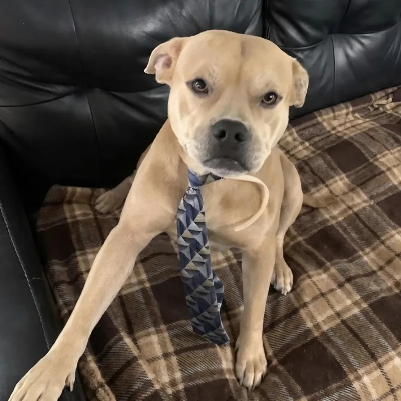 Boss