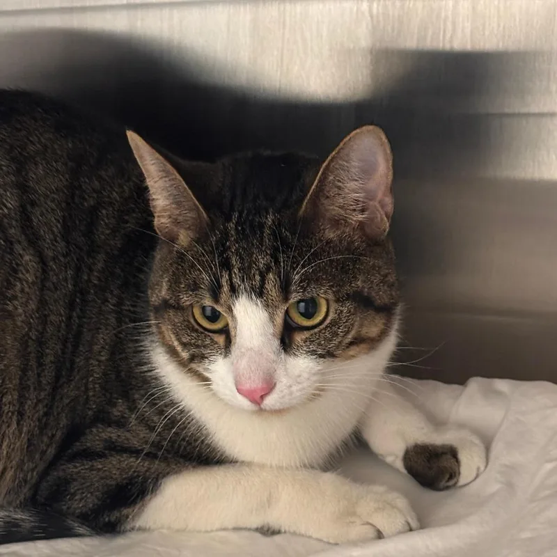 A young large-sized male Brown / Chocolate Domestic Short Hair cat named Thor for adoption in Philadelphia, PA