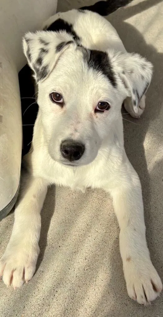 A baby medium-sized female Cattle Dog dog named Wei for adoption in Fort Lupton, CO