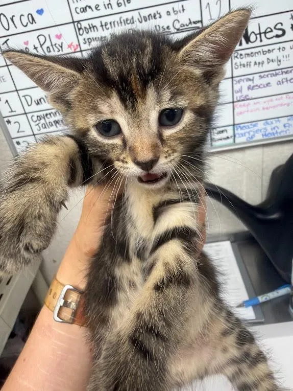 A baby medium-sized female Domestic Short Hair cat named Gemini for adoption in Pomona, NY